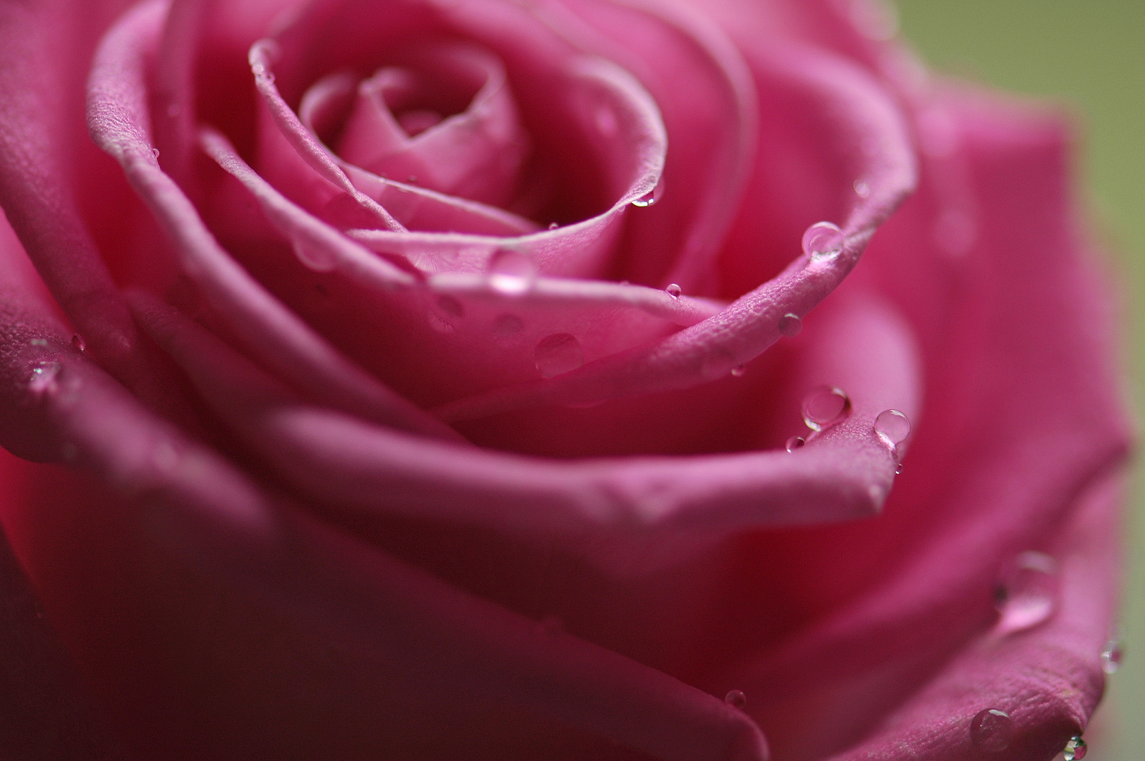 29 04 2010 Pink rose with water drops