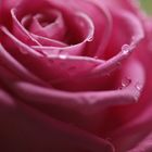 29 04 2010 Pink rose with water drops