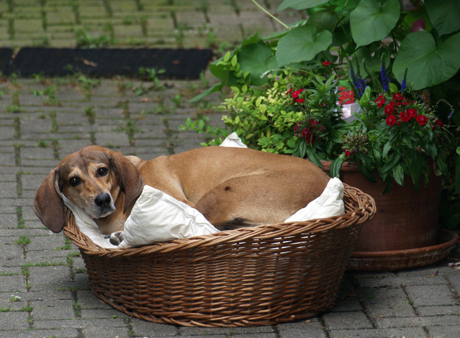 29 août,  32° à l'ombre  -  canicule (du latin: canis, chien)