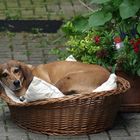 29 août,  32° à l'ombre  -  canicule (du latin: canis, chien)