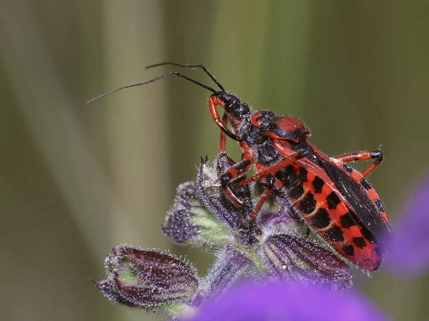 (2/9) Die Rote Mordwanze (Rhynocoris iracundus)