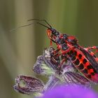 (2/9) Die Rote Mordwanze (Rhynocoris iracundus)