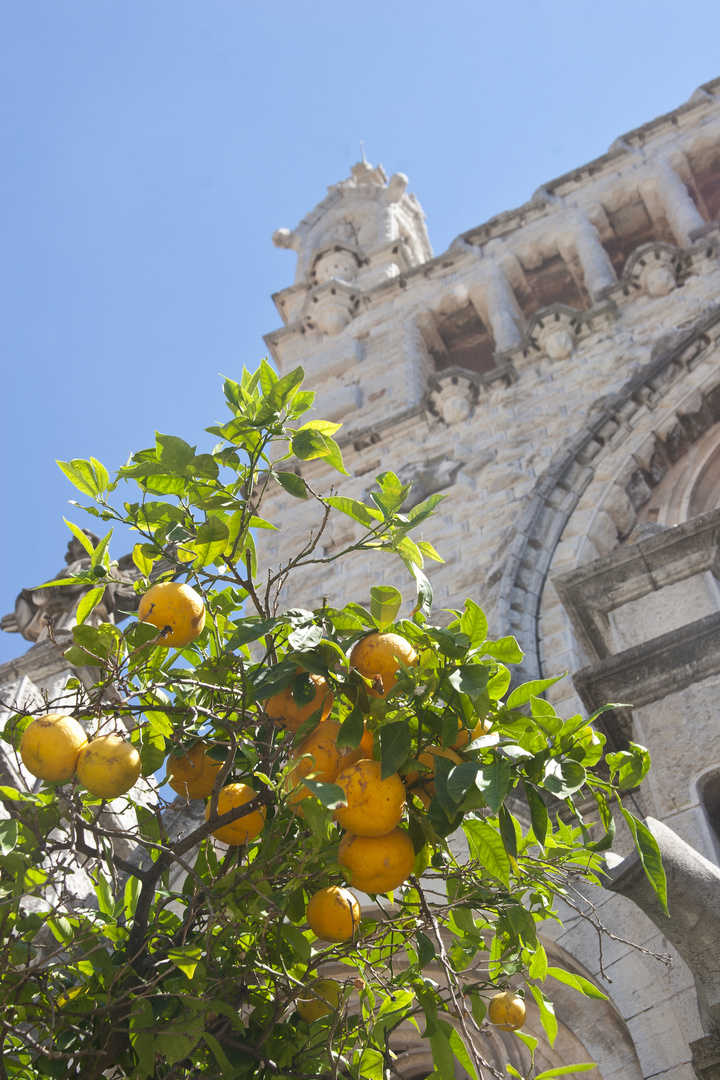 29 - Im Süden unter'm Orangenbaum