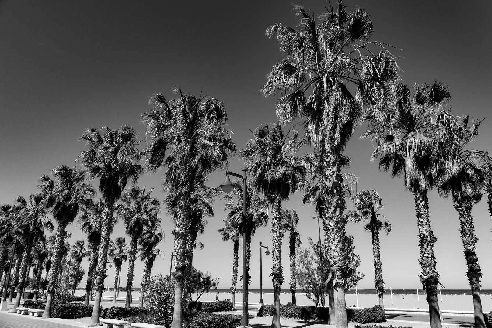 29 Palms 