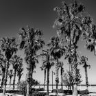 29 Palms 