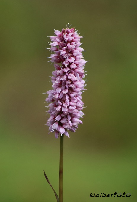 (290) wiesenknöterich