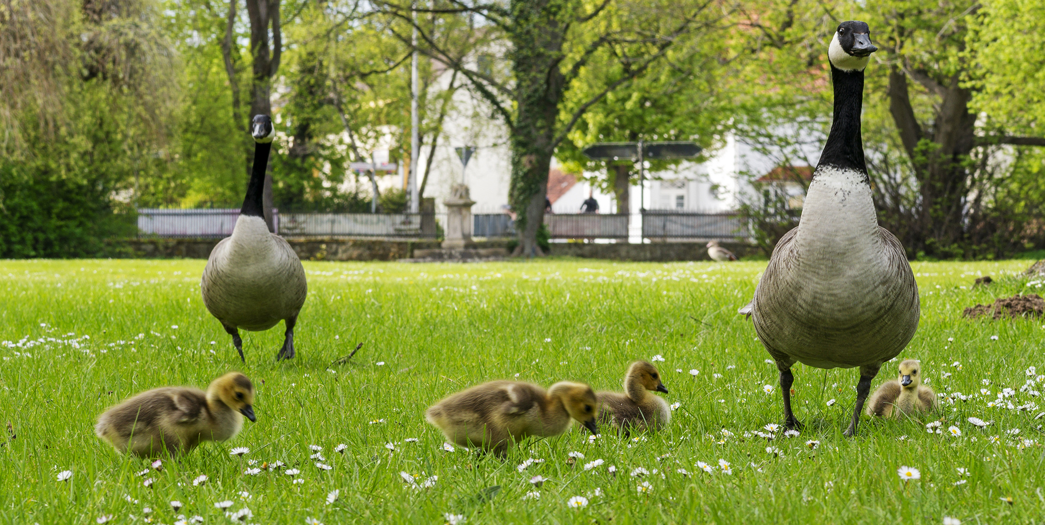 2901SC Gänsefamilie im Schlosspark Bückeburg