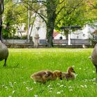 2901SC Gänsefamilie im Schlosspark Bückeburg