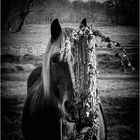 29.03.12-Cheval de trait vers St Selve