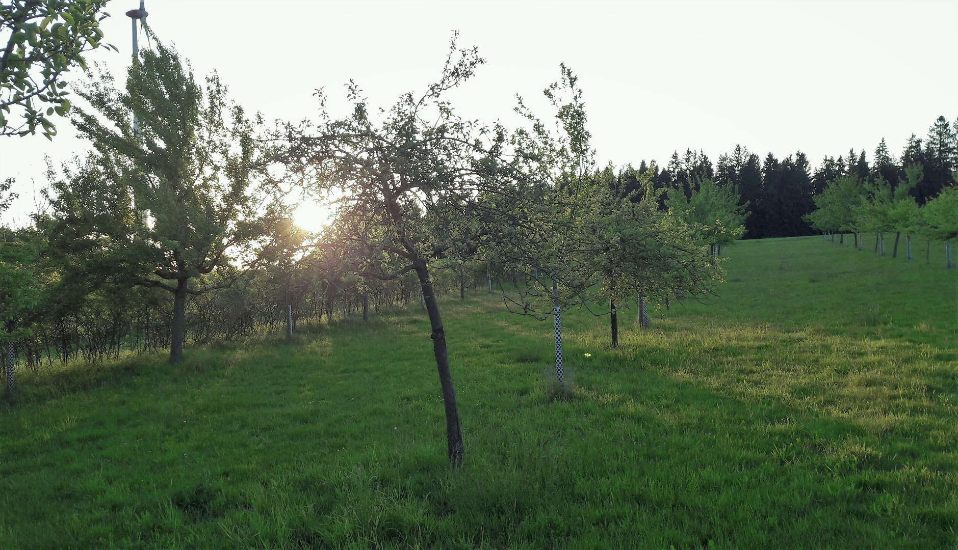 29.05.2020 Überraschend grün die Streuobstwiesen und Bäume