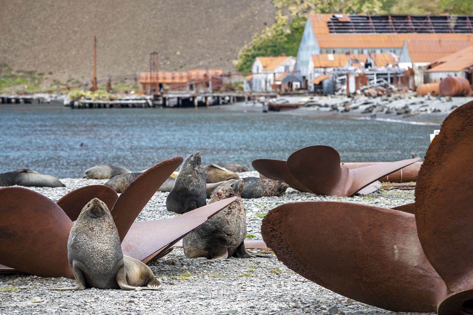 2913TSeelöwen zwischen Schiffsschrauben Stromness Bay Südgeorgien mit Walfangstation