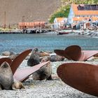 2913TSeelöwen zwischen Schiffsschrauben Stromness Bay Südgeorgien mit Walfangstation