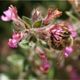 Ausschnitt _6025 Honigbiene Edelgamander Teucrium chamaedrys 6025