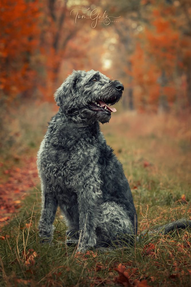 #2931 - Floki - Hundeshooting