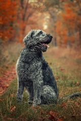 #2931 - Floki - Hundeshooting