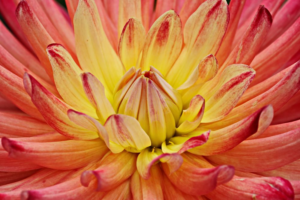 2933....coeur de dahlia