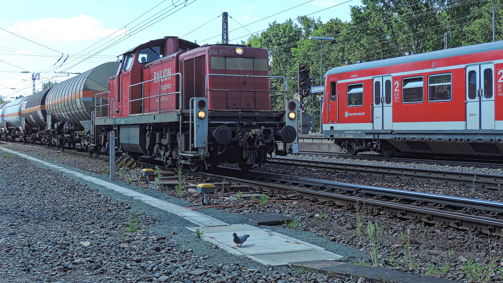 294 872-1 Railion mit einem Kesselzug - 420 802-1 nach Wiesbaden und eine furchtlose Taube