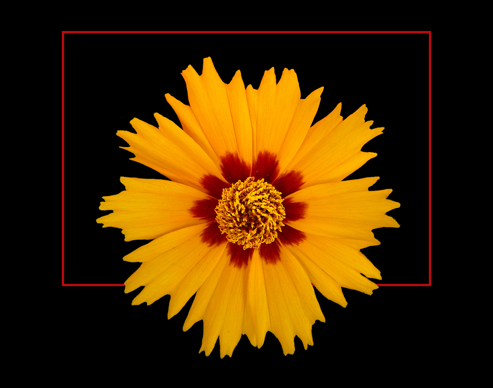 294 COREOPSIS