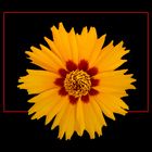 294 COREOPSIS