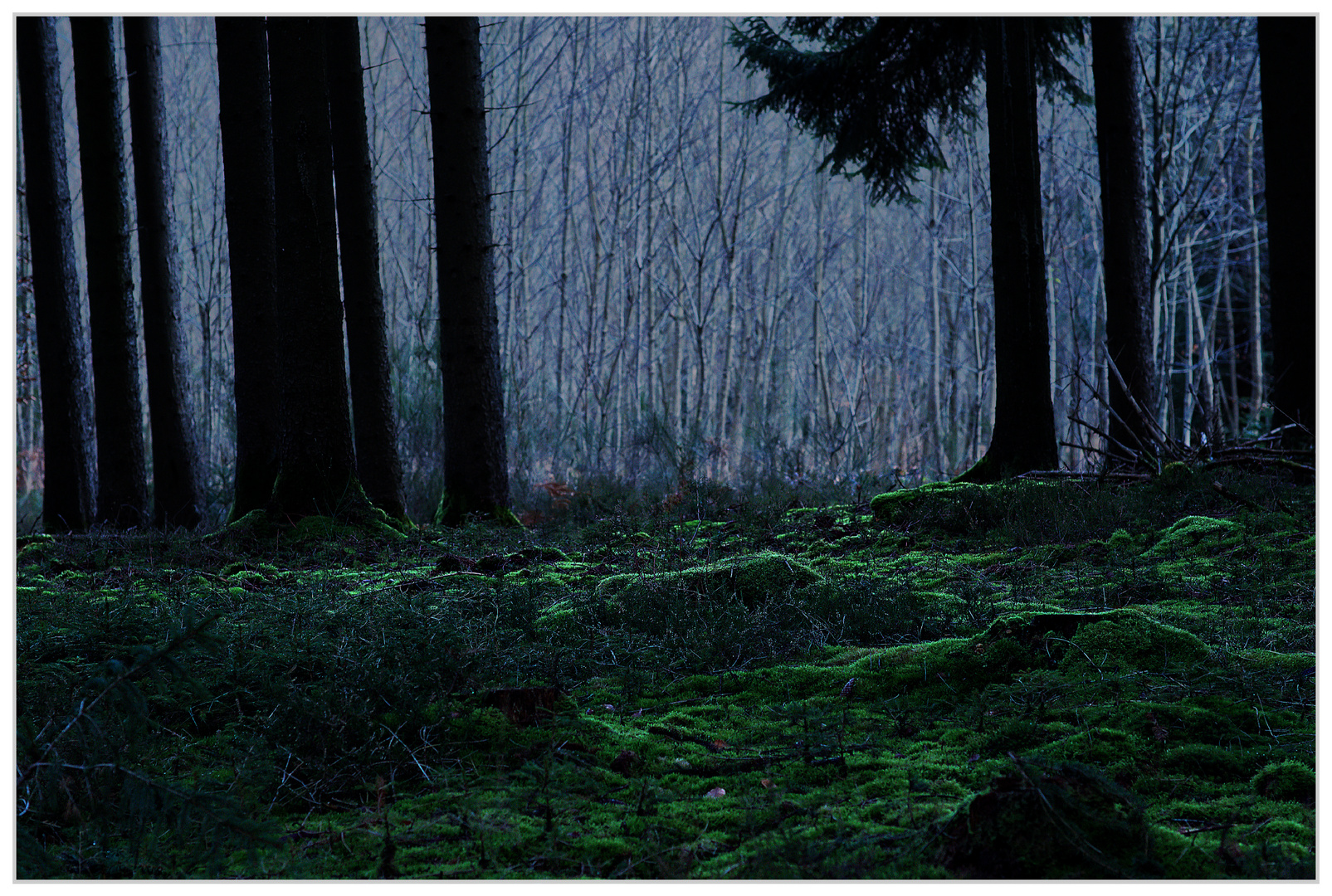 2943  *** geheimnisvoller Wald ***