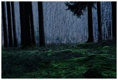 2943  *** geheimnisvoller Wald ***