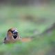 Kernbeier (Coccothraustes coccothraustes)