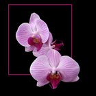 295 PHALAENOPSIS