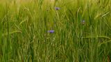 Blick ins Kornfeld de Horst Schlak