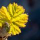 Weinblatt im Frhling