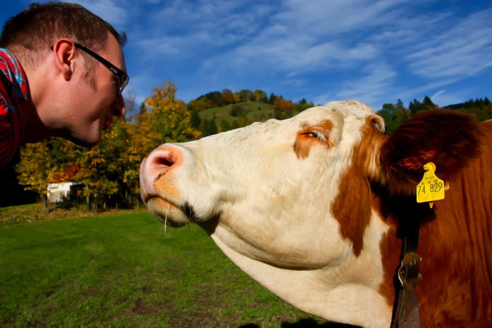 Kiss the Cow by mp-photoart.com 