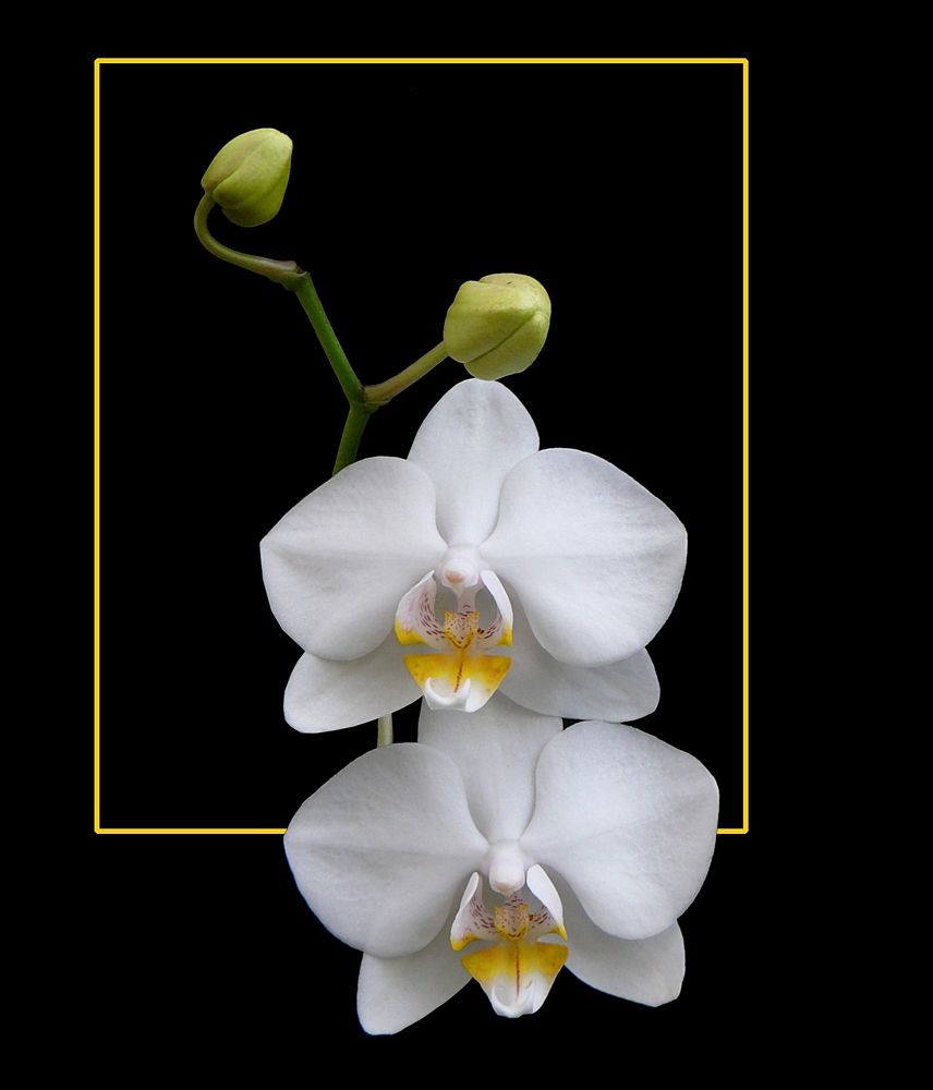 299 PHALAENOPSIS BIANCO