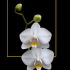 299 PHALAENOPSIS BIANCO