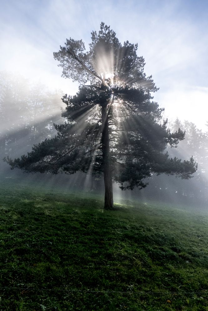 Weisser Nebel wunderbar von theinert