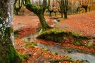 Hayedo de Otzarreta: Bosque encantado. von aitor garcia