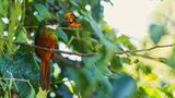 Rufous-tailed Jacamar von Günter Heinz