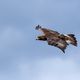 Steinadler (Aquila chrysaetos)