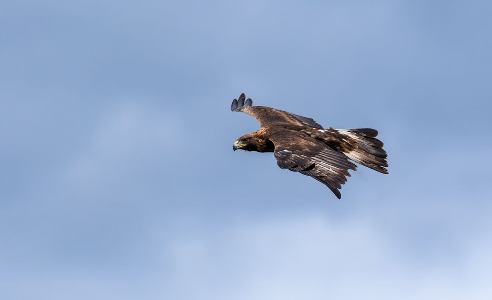 Steinadler (Aquila chrysaetos) von Frank Seifert