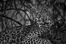 Leopard - Panthera pardus s/w von Stephan Tuengler 