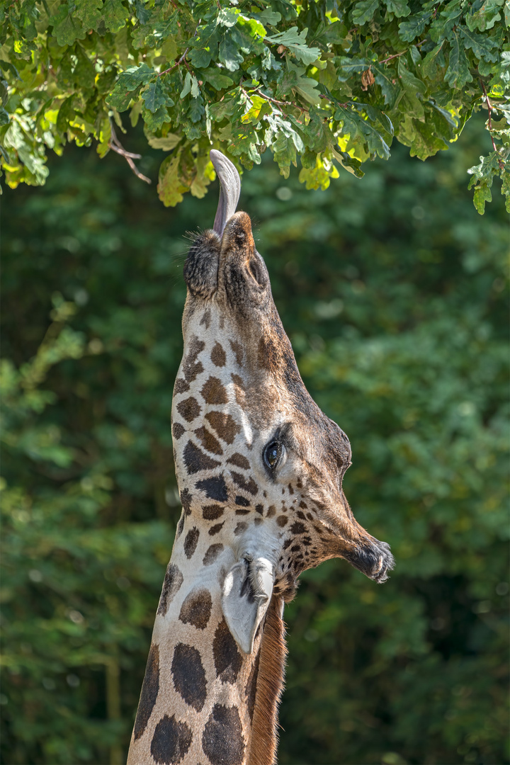 29_Zoo Hannover