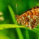 Baldrian-Scheckenfalter (Melitaea diamina)