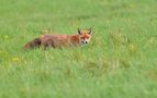  Rotfuchs  von klangraumBerlin