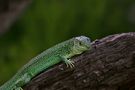 Western green lizard by Babs Sch