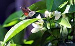 Das Taubenschwänzchen (Macroglossum stellatarum) von lilith-eve 