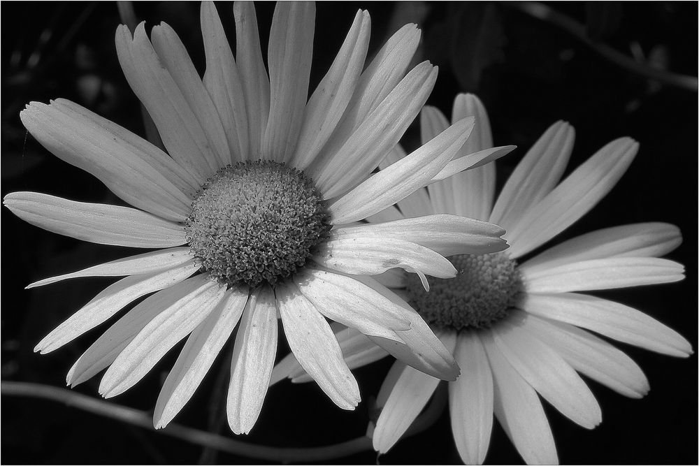 Blumenzauber von Einfach IchSelbst 