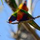 Rainbow Lorikeets