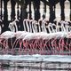 Flamingos, Walvis Bay