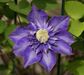 Clematis 