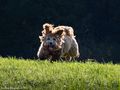 Hennes im Morgentau von heribert fotografiert