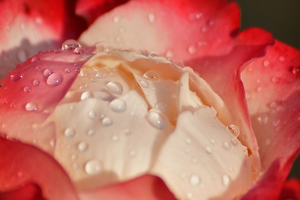 Rose nach dem Regen von Klaus Sellmann