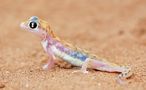 Palmato Gecko, ein Wüstenbewohner des Untergrunds von Georg Barsch